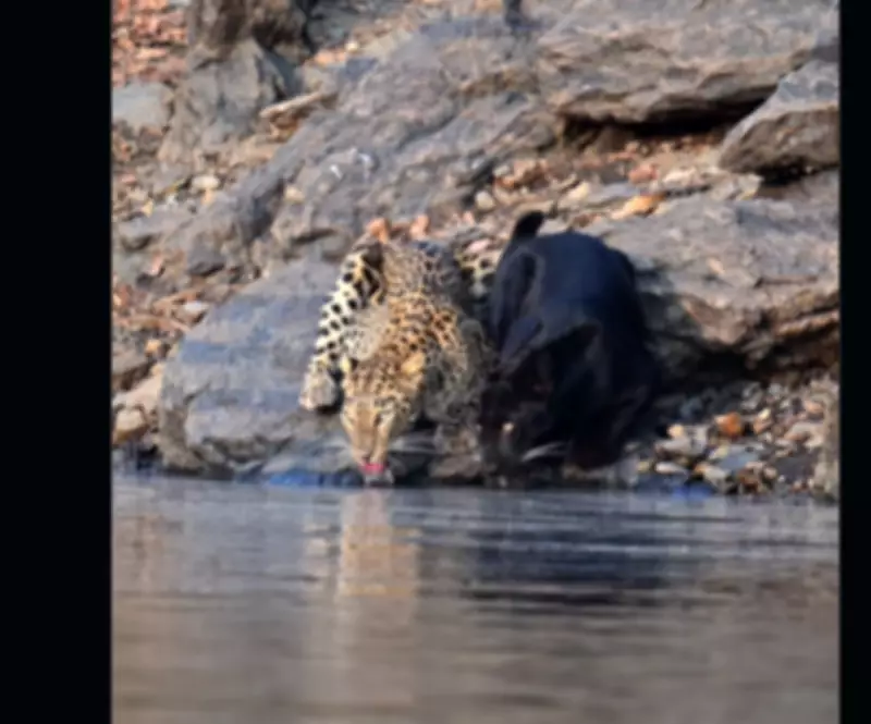 Rare Black Panther and Leopard Share Water in Karnataka's Bhadra Reserve