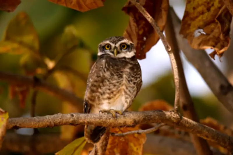 Rare Forest Owlet Spotted in Madhya Pradesh's Cheetah Territory, Officials Elated