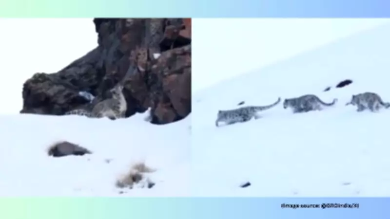 Rare Snow Leopard Family Video from Ladakh Goes Viral, Showcasing 'Ghosts of the Mountains'