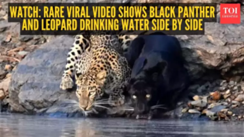 Rare Viral Video Captures Black Panther and Leopard Drinking Water Side-by-Side