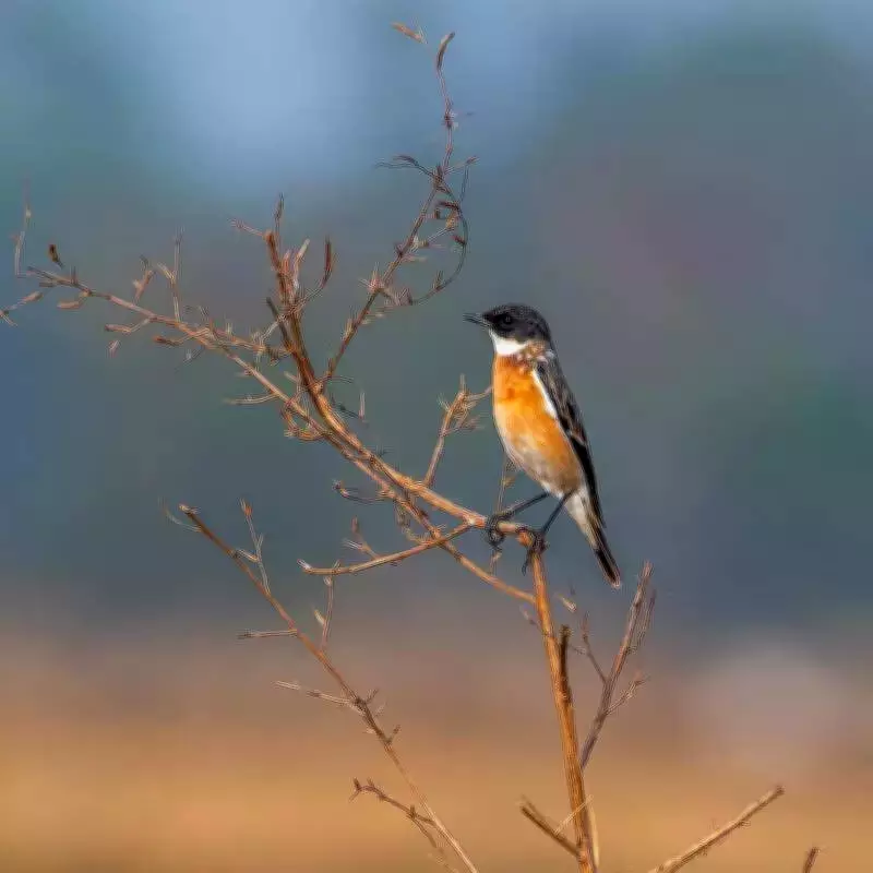 Rare White-Throated Bush Chat Spotted in South Bengal for First Time