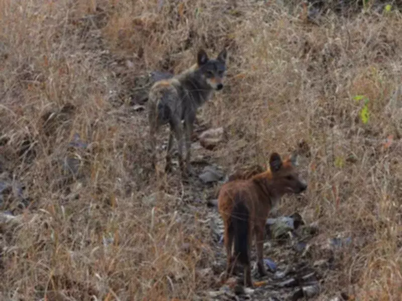 Rare Wolf-Dhole Coexistence Documented at Melghat Tiger Reserve