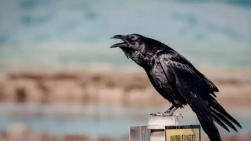 Ravens Challenge Human Intelligence Paradigm with Future Planning Abilities