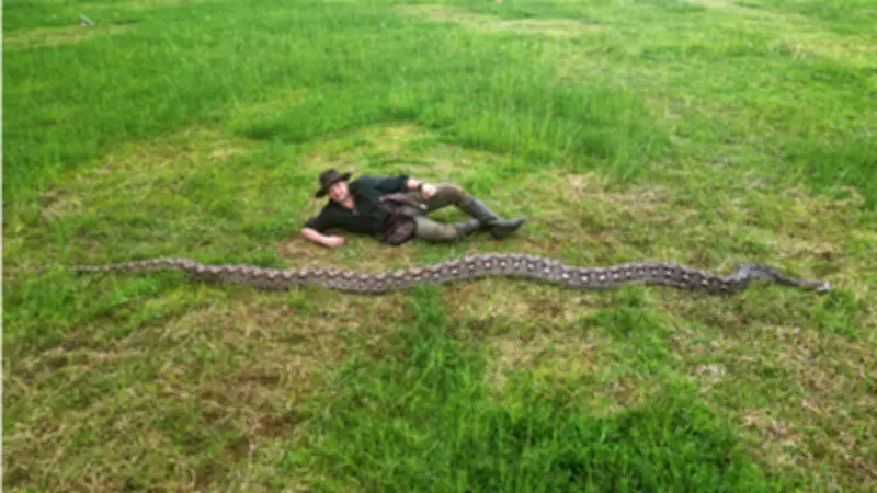 Record-Breaking Python Discovered in Indonesia: Longest Wild Snake Ever Measured