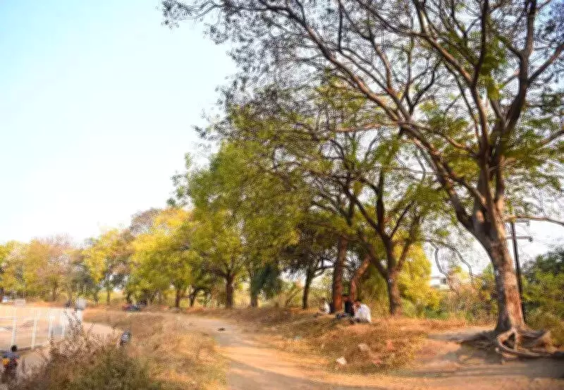 Residents Protest Tree Felling for Garware Stadium Pavilion in Chhatrapati Sambhajinagar