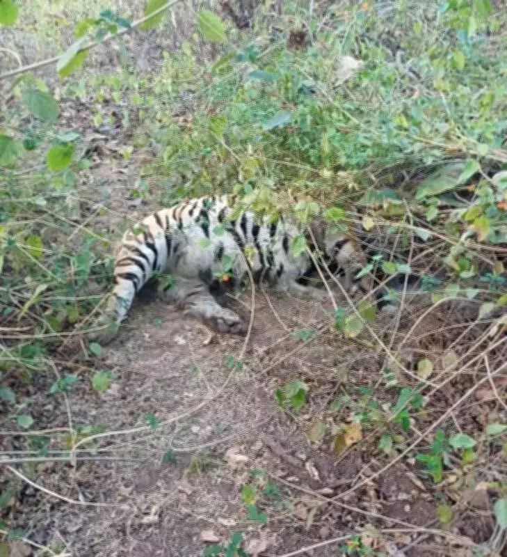Rewilded Tiger Found Dead in MP Sanctuary, 11th Big Cat Death in 2026