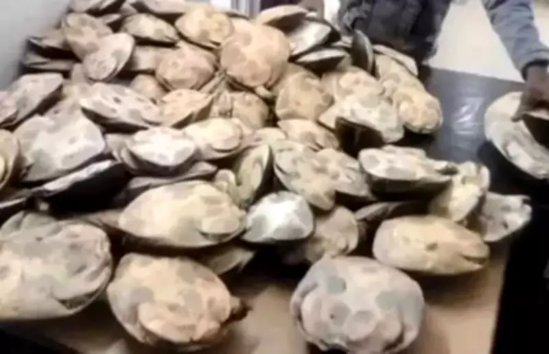 RPF Arrests Two with 148 Turtles at Fatehpur Station, Busts Smuggling Racket