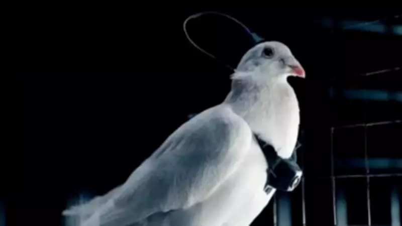 Russian Startup Neiry Develops Brain-Implanted Pigeons as Bio-Drones for Surveillance