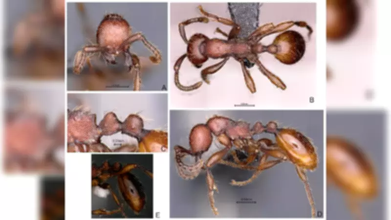 Scientists Discover Two New Army Ant Species in Karnataka, India