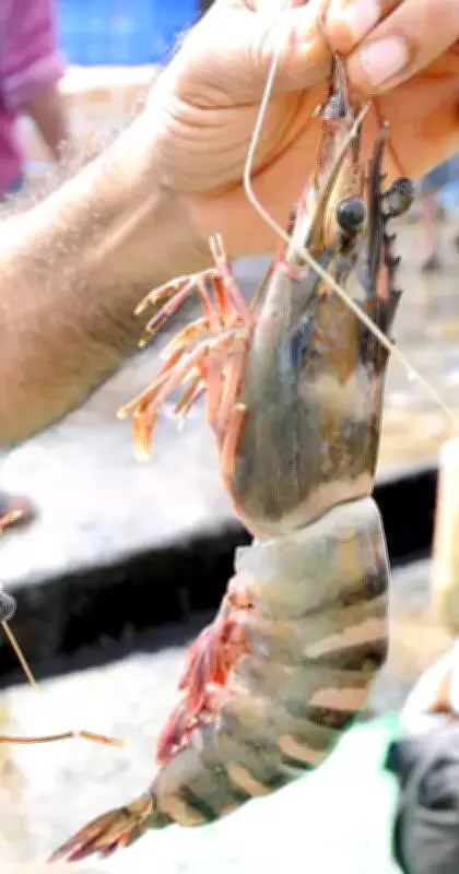 Seafood Illness Outbreak in Vizhinjam: Three More Hospitalized After Two Fatalities