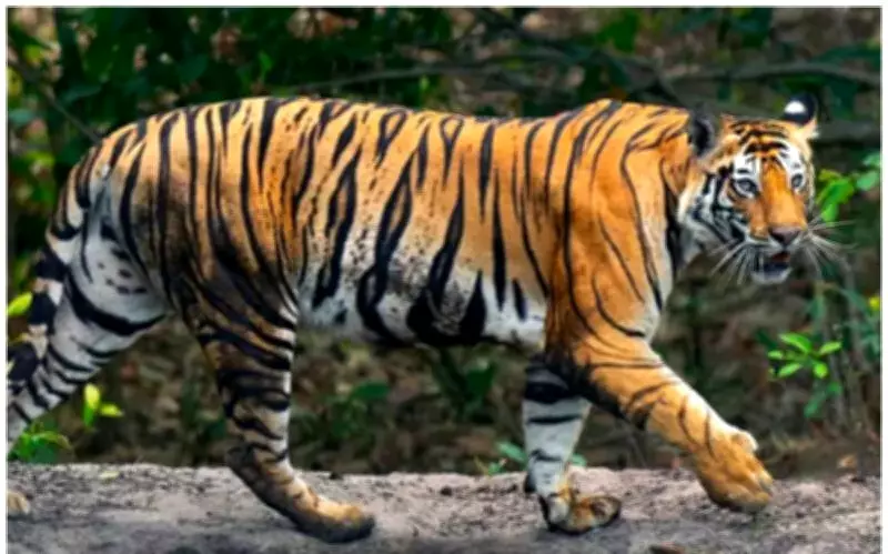 Second Tigress Relocation to Mukundra Hills Reserve Begins in Rajasthan