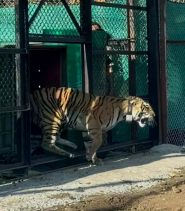 Second Tigress Translocated to Rajasthan's Mukundra Hills Reserve from MP