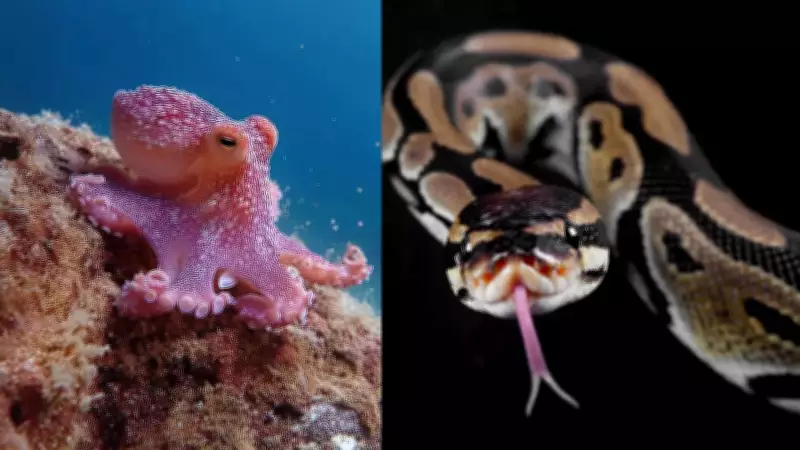 Self-Cannibalism in Nature: Why Animals Eat Their Own Body Parts