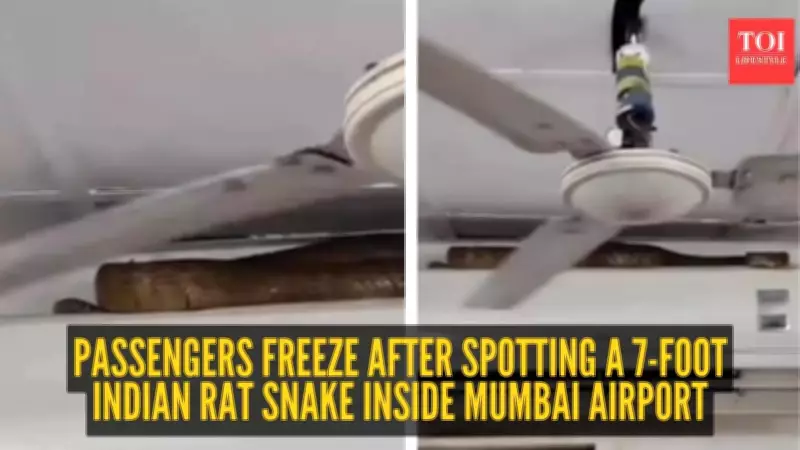 Seven-Foot Snake Found at Mumbai Airport, Passengers Stunned by Unusual Visitor