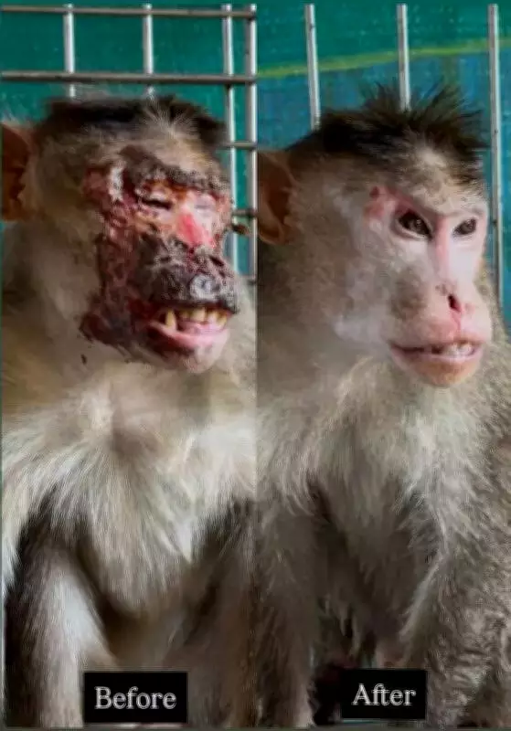 Severely Electrocuted Bonnet Macaque Makes Miraculous Recovery, Returns to Wild