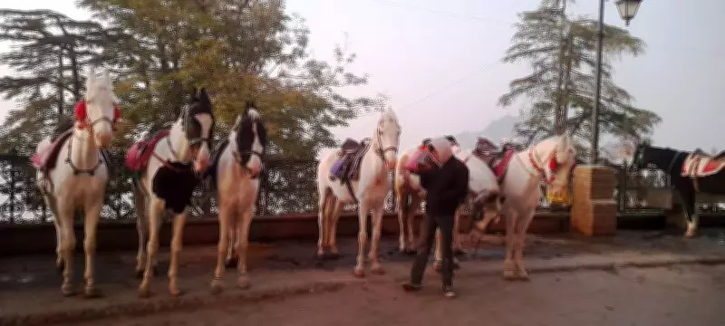 Shimla Municipal Corporation Approves New Horse Stand Construction on The Ridge