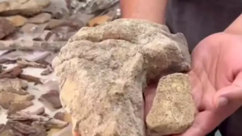 Simlipal Forest Discovery: 148 Lichen Species with Anti-Cancer Potential Found