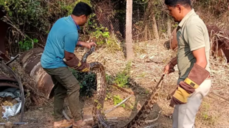 Six Pythons Rescued from Residential Property in Karnataka's Karwar