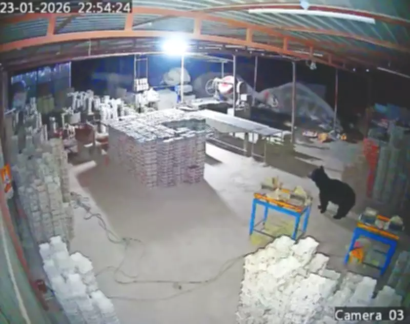 Sloth Bears Venture Near Tamil Nadu Villages, Prompting Forest Officials to Action