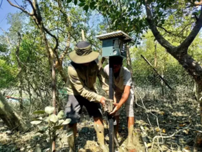 Smart Scarecrows Deployed in Sundarbans to Deter Tigers and Reduce Human-Animal Conflict