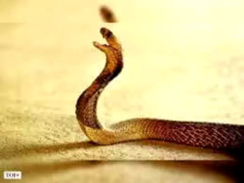 Snake Found in Lawyer's Vehicle Causes Commotion at Trichy Court