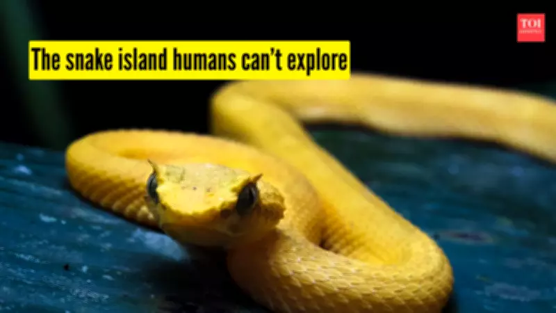 Snake Island: The Truth Behind Brazil's Forbidden Golden Lancehead Viper Sanctuary