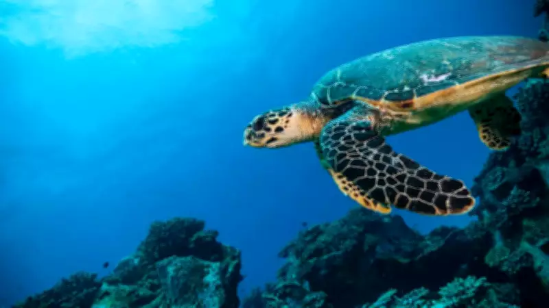 Southern Indian Ocean's Salinity Drops 30% in 60 Years, Threatening Monsoons