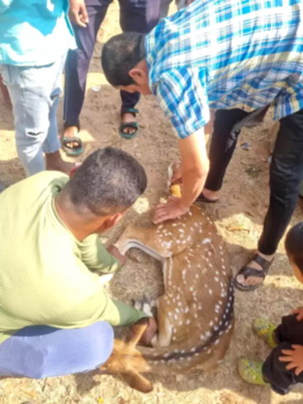 Spotted Deer Rescued from College Fence in Gajapati, Treated at Vet Hospital