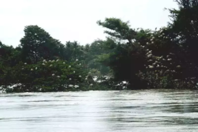 Srirangapatna-Kushalnagar Highway Plan Sparks Environmental Concerns Near Ranganathittu Bird Sanctuary