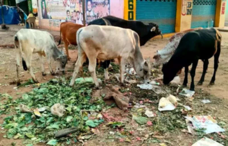 Stray Cattle Menace Cripples Madurai Markets: Vendors Face Losses, Traffic Chaos