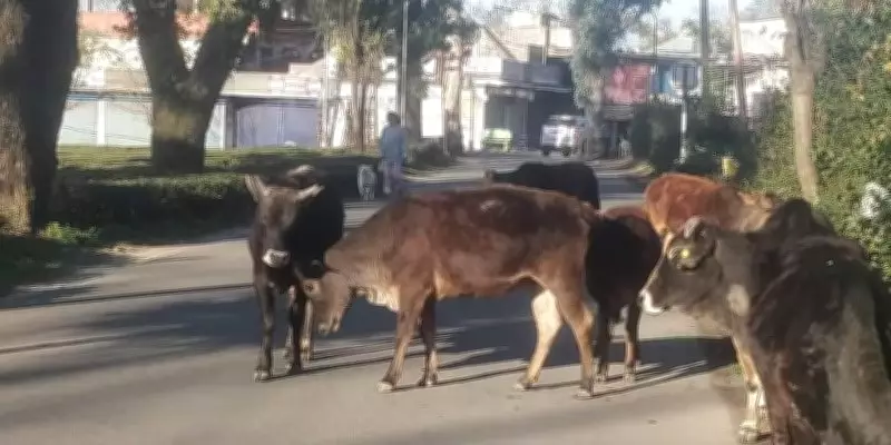 Stray Cattle Menace Escalates on Palampur Roads, Posing Grave Safety Risk