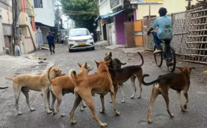 Stray Dog Attack in Chennai Leaves Four Injured, Including Two Children