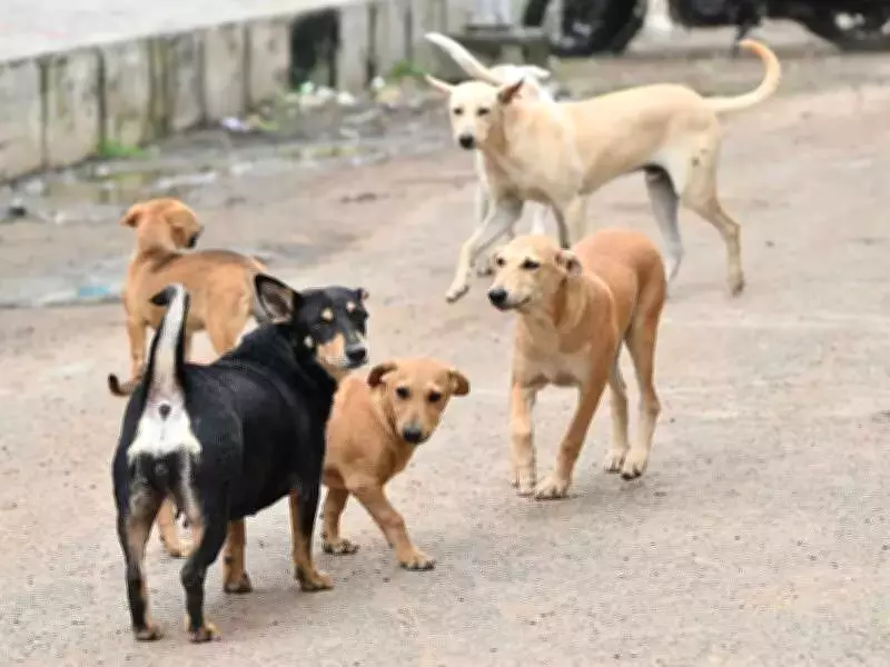 Stray Dog Pack Mauls 9-Year-Old Girl at Rajasthan School, Leaves Her Critical
