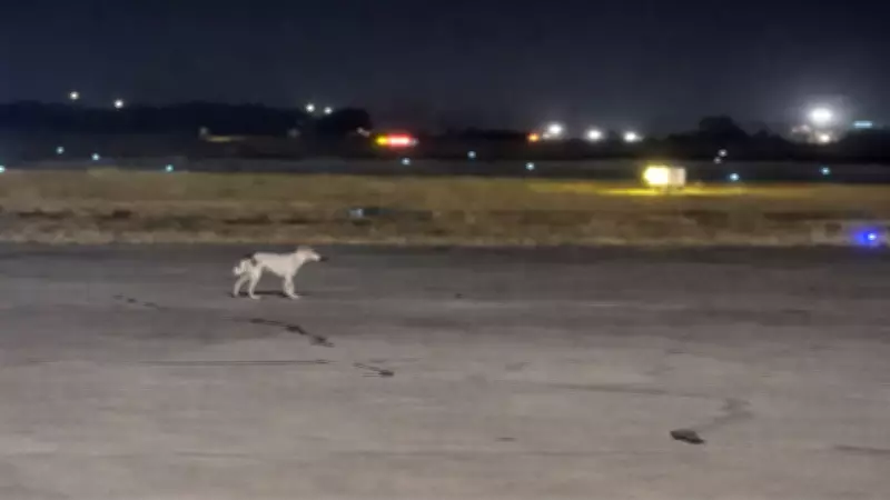 Stray Dog Roams Pune Airport Runway During Flight Operations, Sparks Safety Concerns