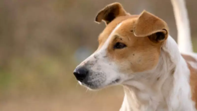 Stray Dog Takes Amputated Leg from Hospital Waste Complex in Himachal