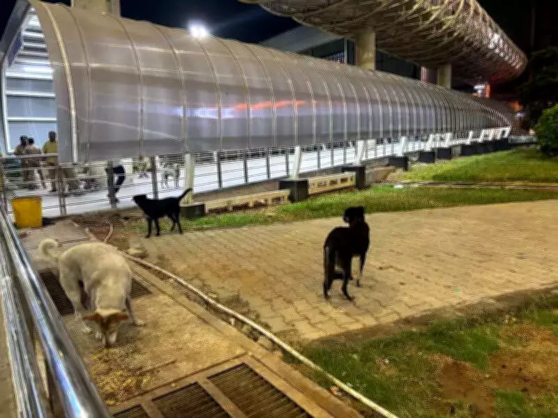 Stray Dogs Roam Chennai Airport's International Arrivals, Defying Supreme Court Directive