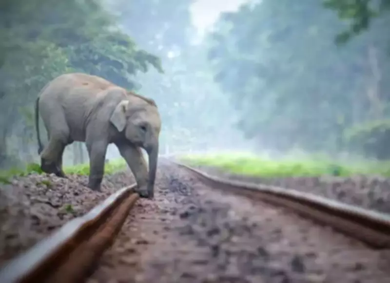 Sub-Adult Elephant Killed by Goods Train in Latehar, Herd Blocks Tracks for Hours