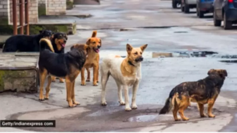 Surat to Launch Gas-Powered Dog Crematorium Following Ahmedabad's Lead