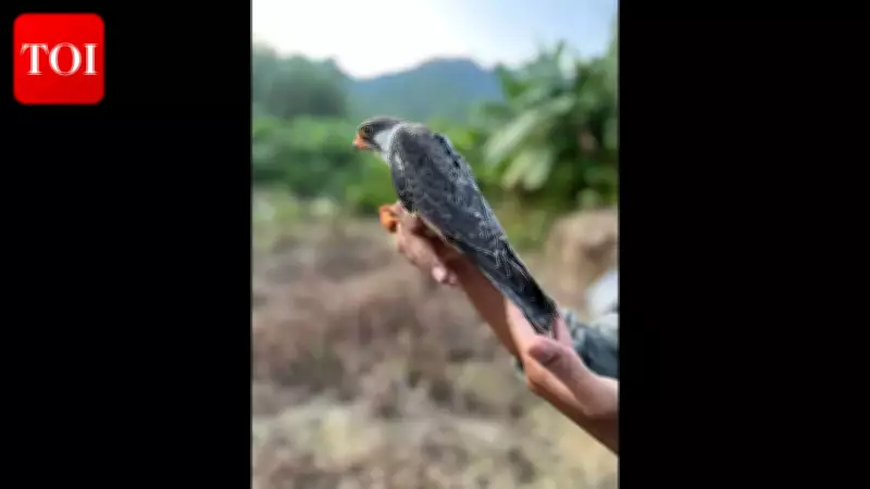 Tagged Amur Falcons from Manipur Thriving in African Wintering Grounds