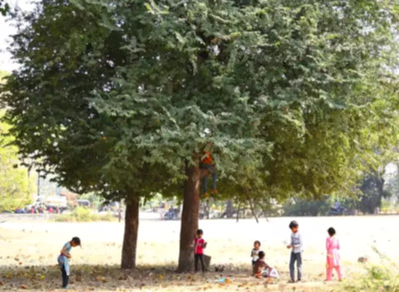 Tamarind Prices Soar in Mysuru Due to Labor Shortage and Poor Yield