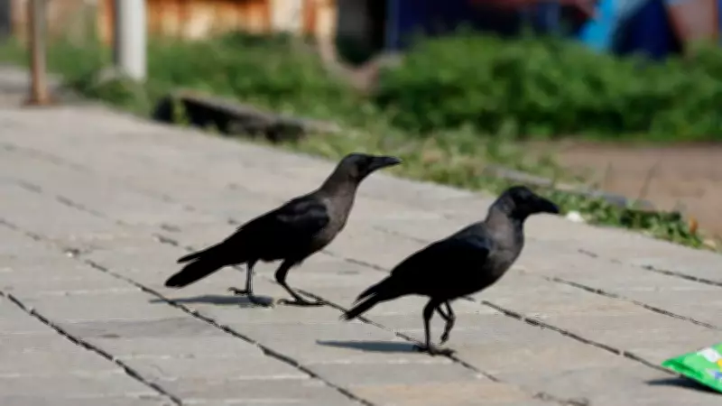 Tamil Nadu Issues State-Wide Alert Over Mass Crow Deaths, Bird Flu Fears