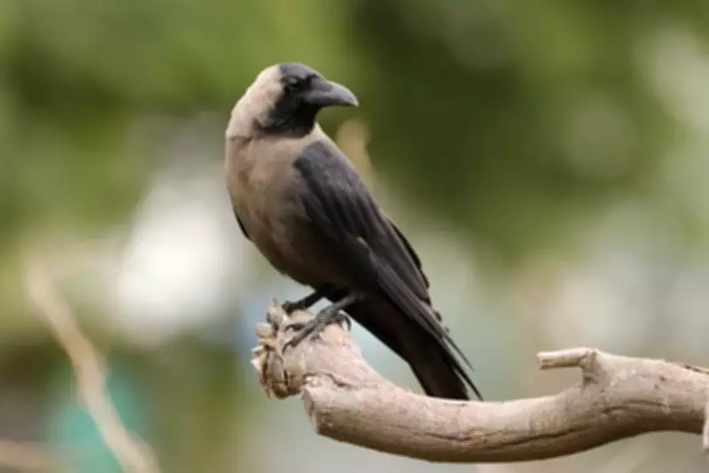 Tamil Nadu on High Alert After Reports of Large-Scale Crow Deaths Emerge