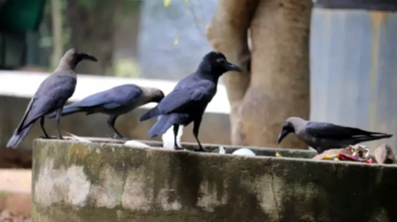 Tamil Nadu on High Alert After Reports of Widespread Crow Deaths