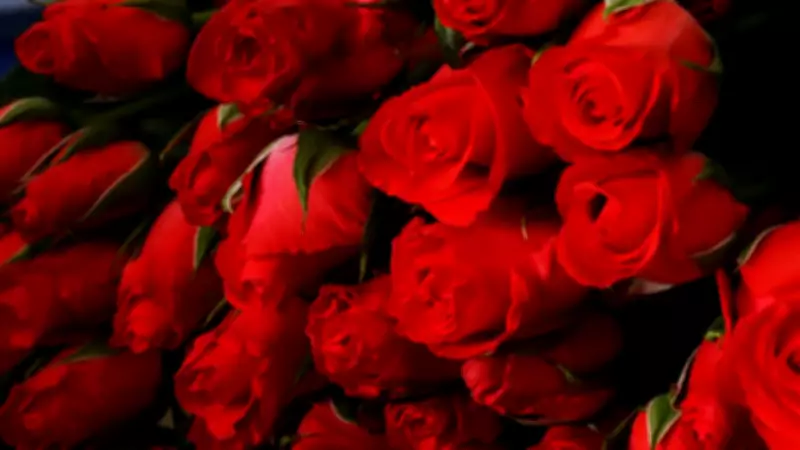 Tamil Nadu's Krishnagiri Farmers Dispatch 1 Million Taj Mahal Roses Daily for Valentine's Day