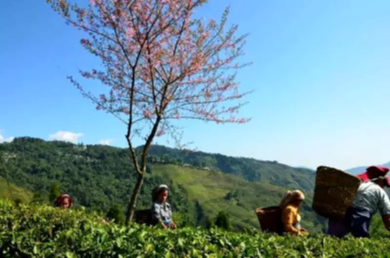 Tea Garden Owners in North Bengal Seek Land Diversification to Offset Industry Losses