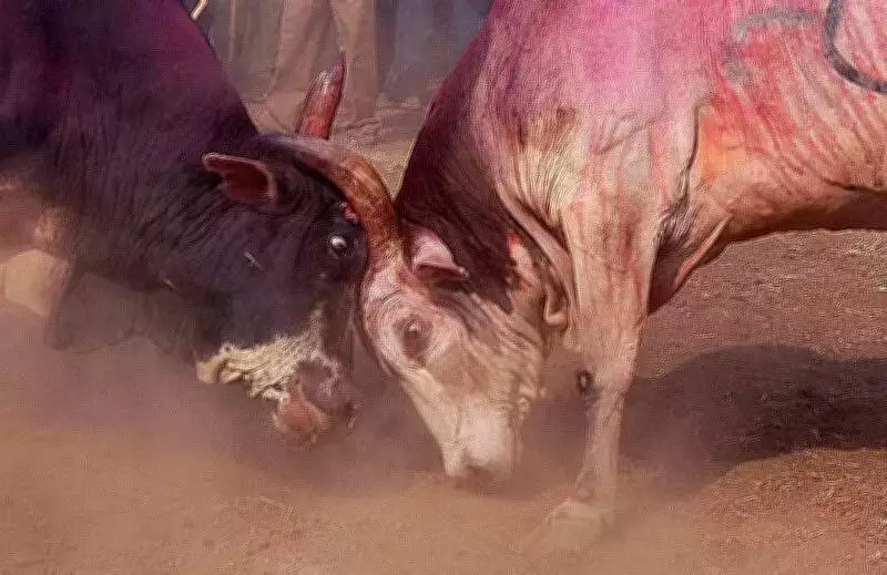 Teen Dies in Illegal Bullfight Tragedy While Preparing for Board Exams