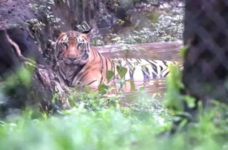 Telangana Forest Department Intensifies Tiger Monitoring After Cattle Kills