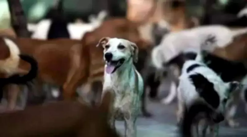 Telangana HC Seeks Report on 37 Dogs Rescued from Hyderabad Flat
