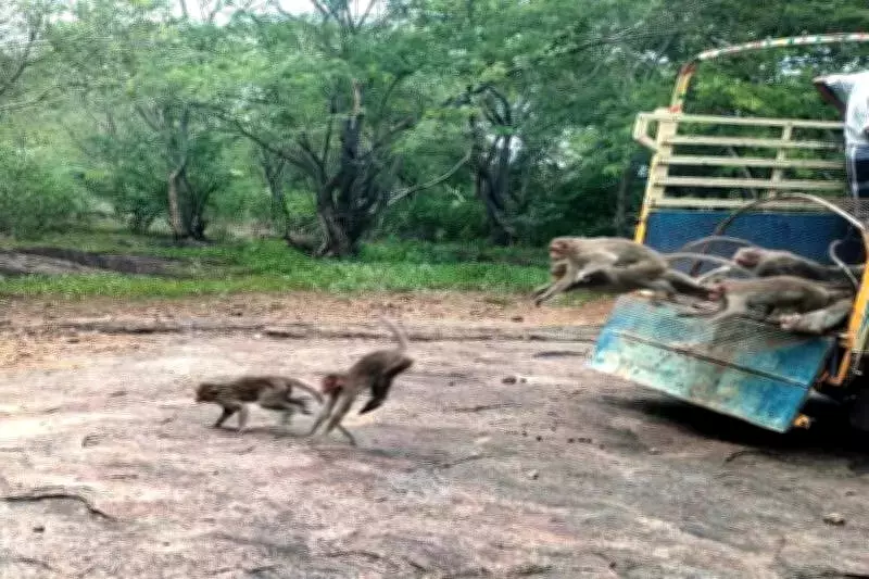 Tenkasi Forest Department Issues Monkey Intrusion Advisory to Schools and Colleges