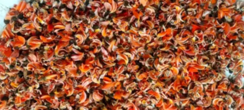 Tesu Flowers Transform Holi in Prayagraj, Empowering Women with Natural Colors